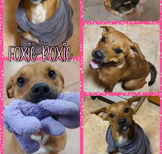Photo of Foxie Roxie