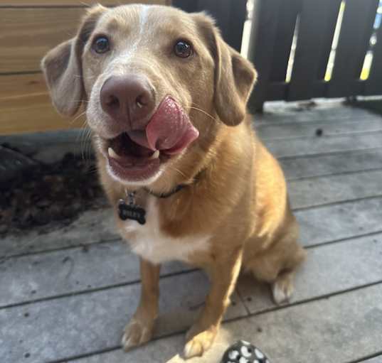 Photo of Riley