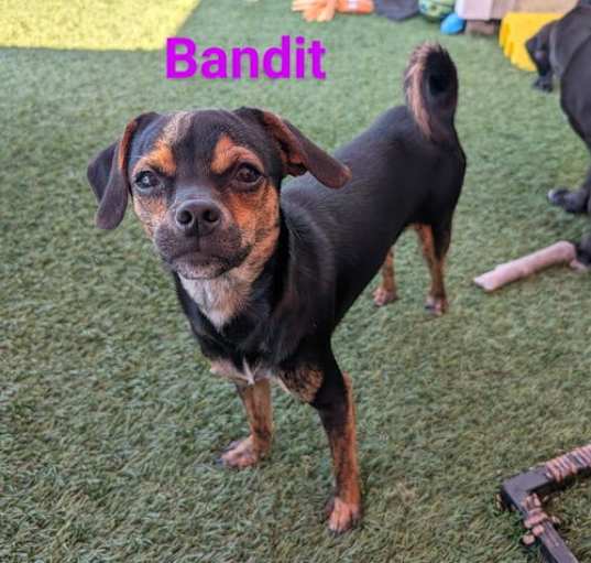 Photo of Bandit