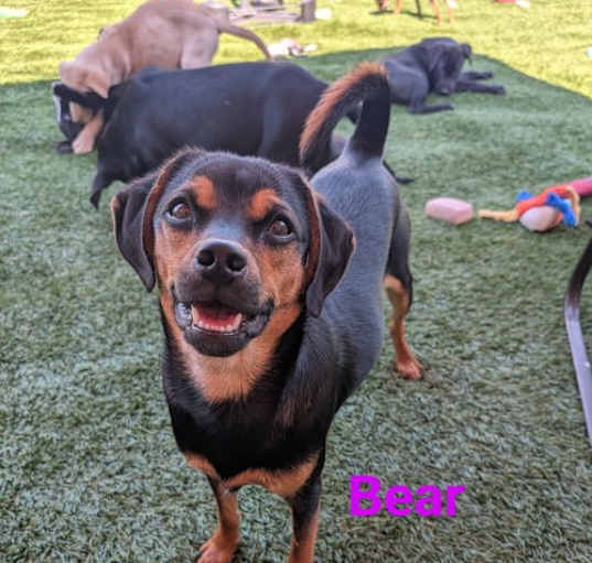 Photo of Bear