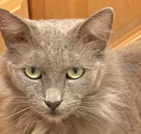Photo of Luna