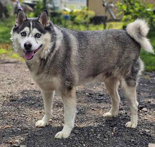 Photo of Nikko