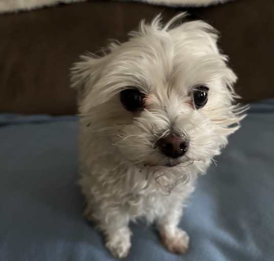 Photo of Princess
