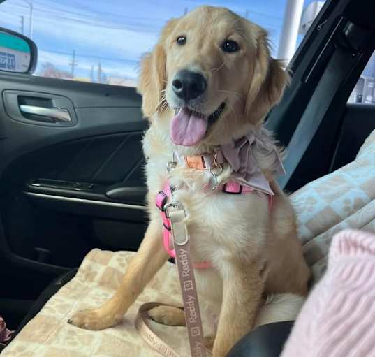 Photo of Peaches