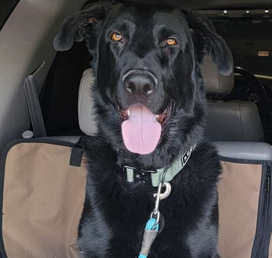 Photo of Ryder
