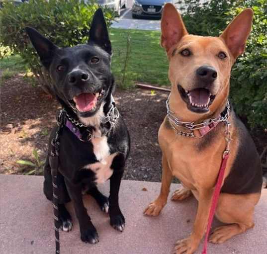 Photo of Sombra - Adopt Me!