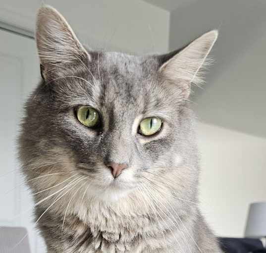 Photo of Akela