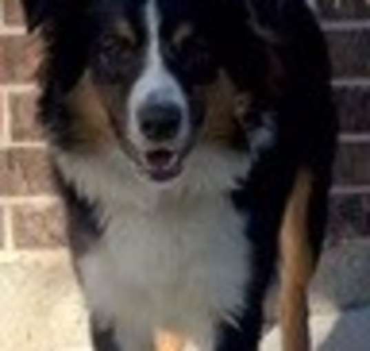 Photo of Blaze