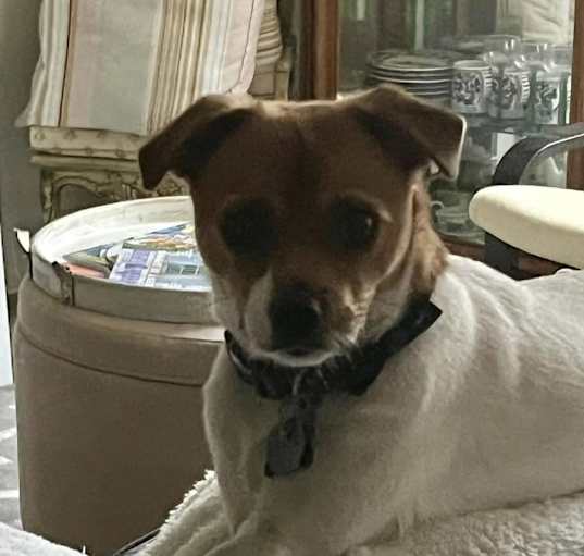 Photo of Toby