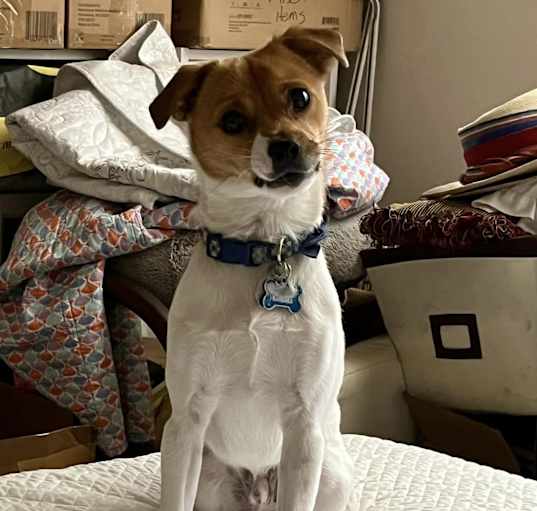 Photo of Toby