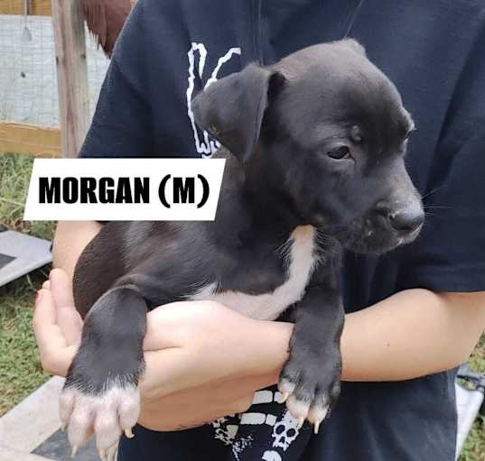 Photo of Morgan