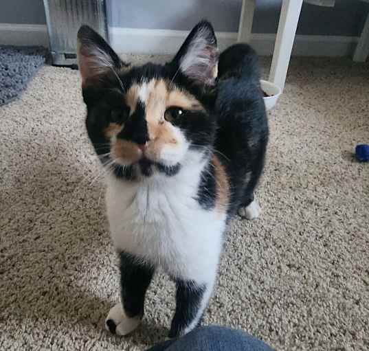 Photo of STELLA-adopt with Gracie