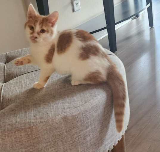 Photo of GRACIE-adopt with Stella