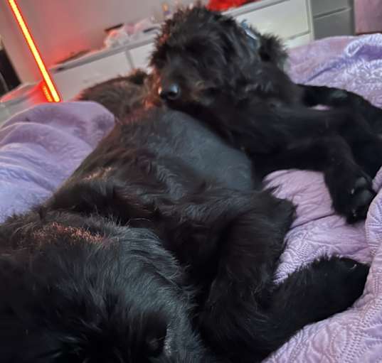 Photo of Tucker & Tazzer
