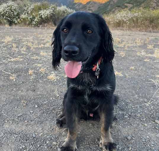 Photo of Onyx