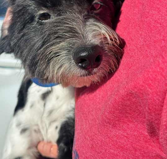 Photo of Bentley