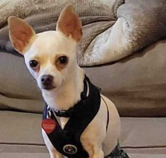 Photo of Pipsqueak