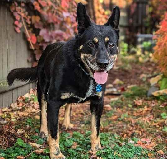 Photo of Blaze