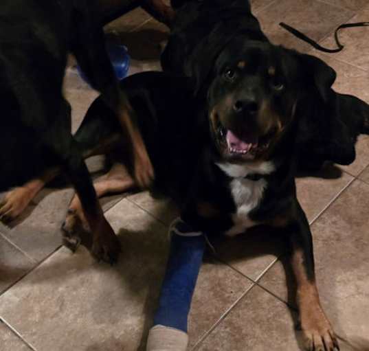 Photo of Barkley
