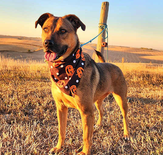 Photo of Josie