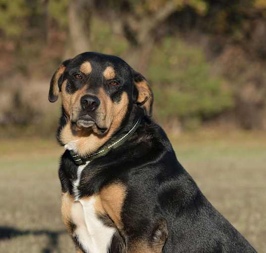 Photo of Rodi