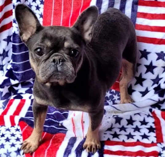 Photo of Frenchie Adults