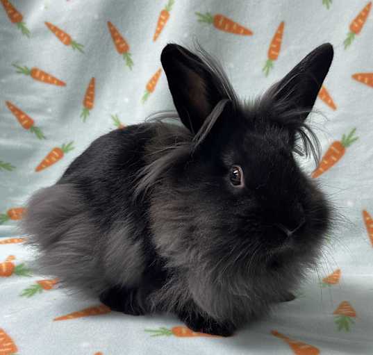 Photo of Bon Bon
