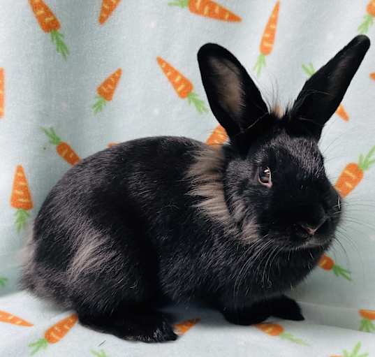Photo of Bunna