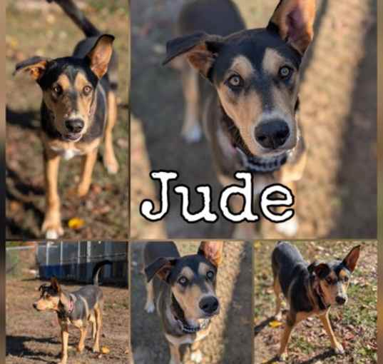 Photo of Jude