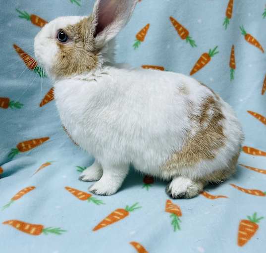 Photo of Walter