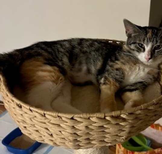 Photo of Daphne