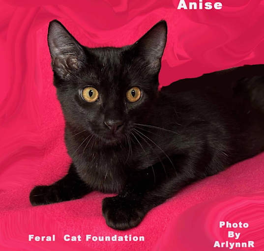 Photo of Anise