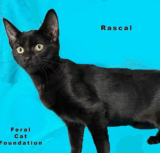 Photo of Rascal