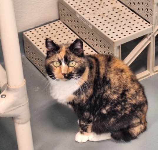 Photo of Callie