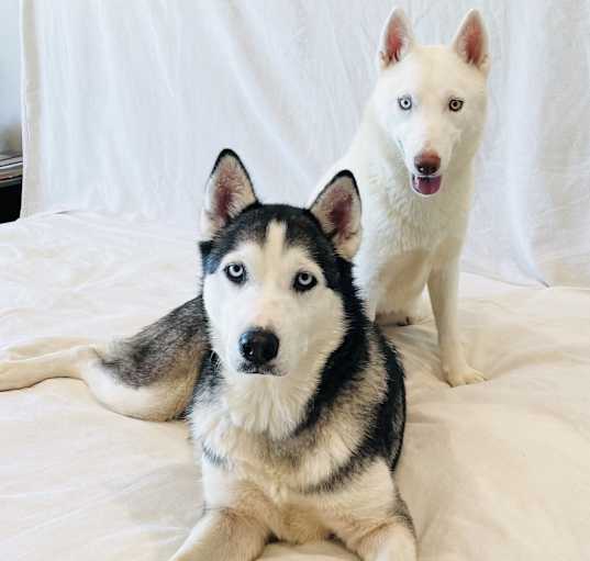 Photo of Urgent Aryana and Kiona