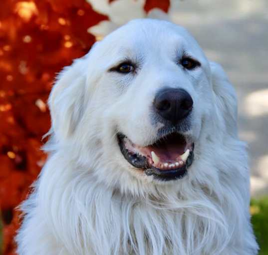 Photo of Oliver