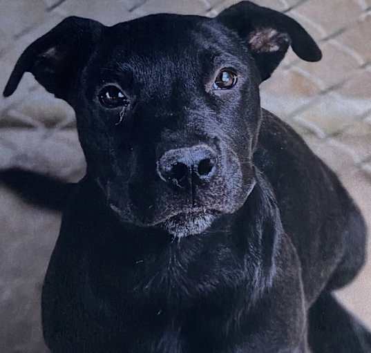 Photo of Goliath