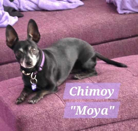 Photo of Chamoy {female}