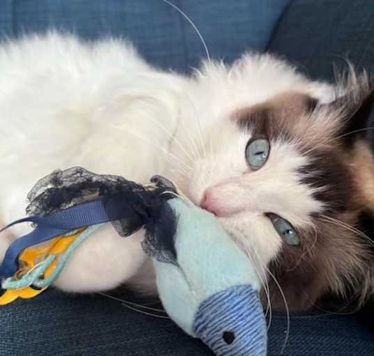 Photo of Abu