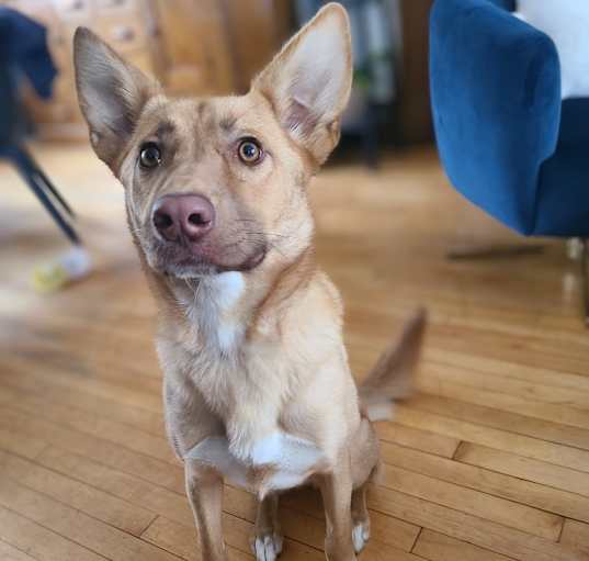 Photo of Daphne
