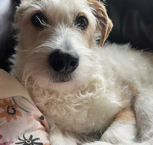 Photo of Joey the JRT