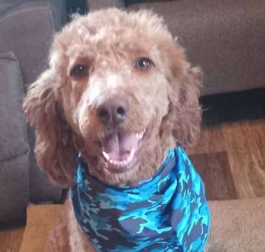 Photo of Piper