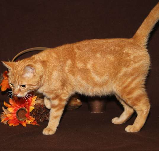 Photo of Mrs. Bennet (Spayed)