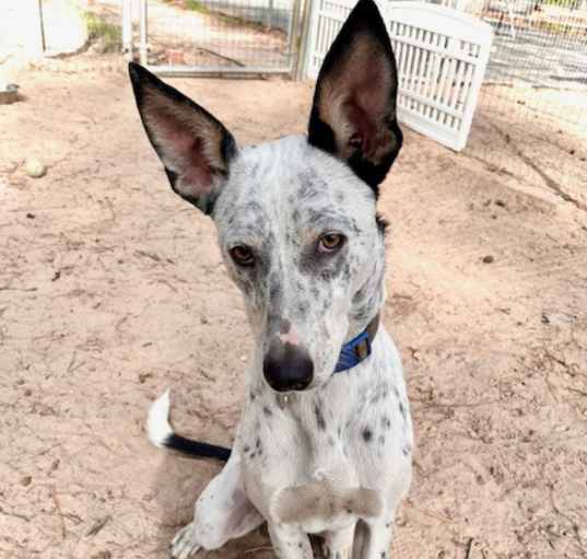 Photo of Spot