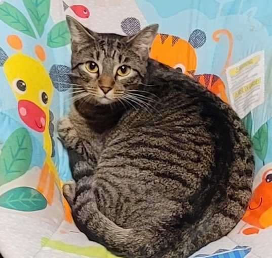 Photo of Chippy