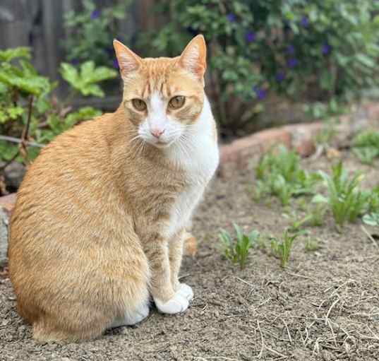 Photo of Sunshine