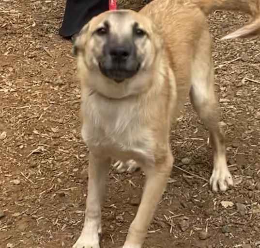 Photo of ANNIE