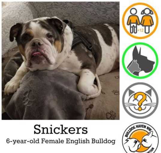 Photo of Snickers