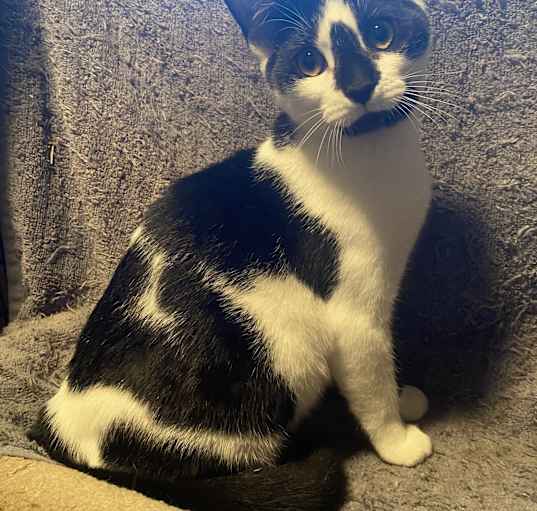 Photo of Apollo