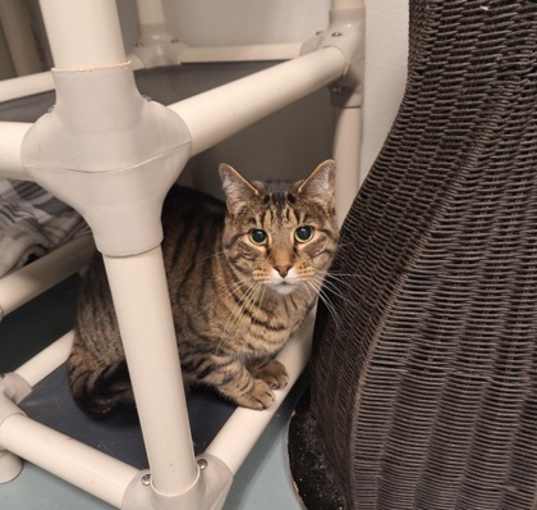 Photo of Betty
